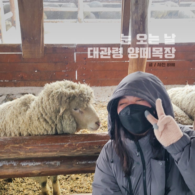 평창 겨울여행, 눈 내리는 대관령 양떼목장