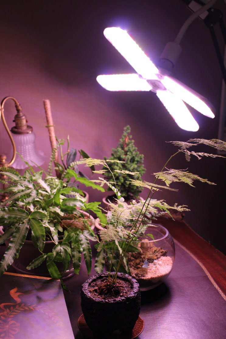 쑤우기 LED 날개 식물등 비교, 효과 좋은 겨울철 식물키우기 추천템