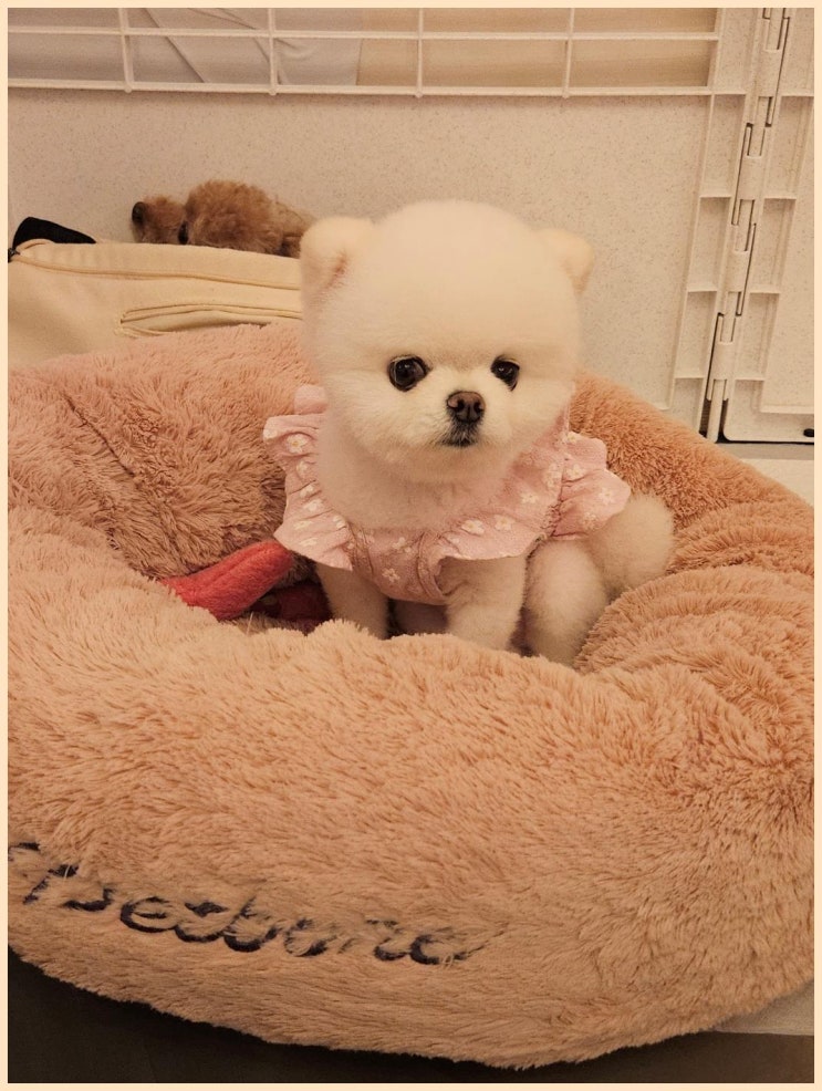  안양강아지돌봄 애견호텔 강아지클럽