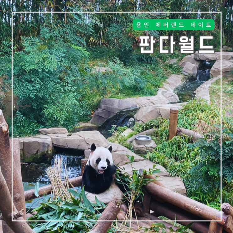 에버랜드 판다월드 푸바오 관람시간, 바오 <b>트럼프</b>카드 <b>굿즈</b> 정보