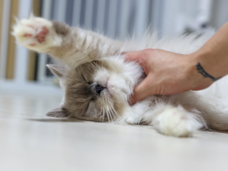  고양이 발바닥 털 깍기 필요 유무 대해, 랙돌 발가락 젤리 특징과 중요성