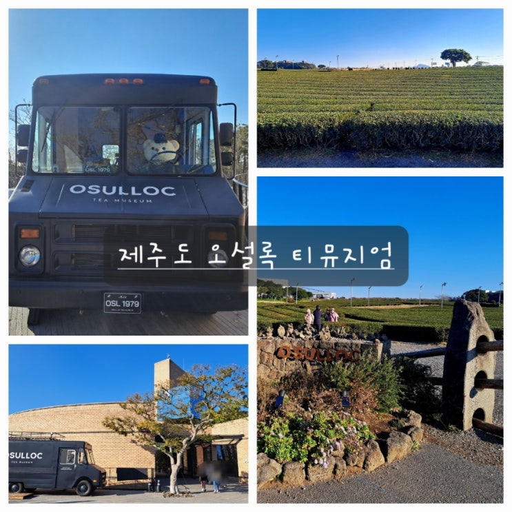  {제주도 여행} 드넓은 녹차밭이 펼쳐진 오설록 티 뮤지엄