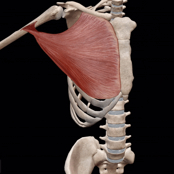  큰가슴근(대흉근, Pectoralis Major)