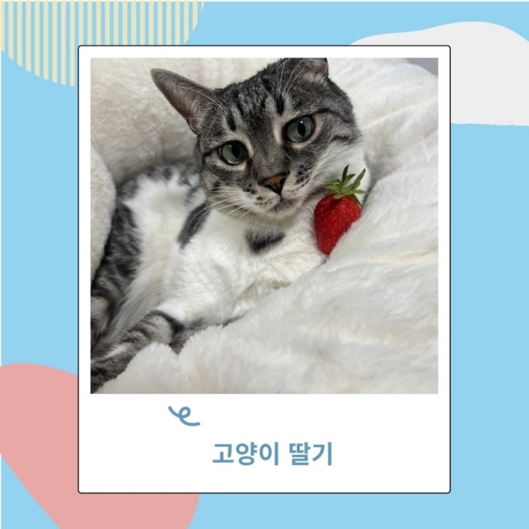 고양이 딸기 먹어도되는음식 꼭지는 안되요. 급여시 주의사항은?