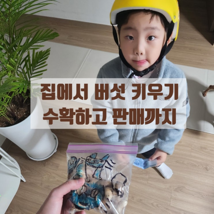  아이랑 방학에 집에서 뭐하지 표고버섯키우기 무섭게 자라난다!! +재배 꿀팁