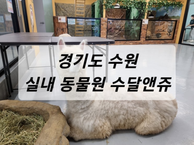  [여행] 수원, 아이와 함께 볼거리 실내 동물원 "수달앤쥬"