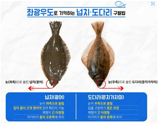 [海 이야기] 비슷하지만 다른 넙치, 광어, 도다리, 가자미 차이점 알아보기 - KMI 한국해양수산개발원 : 네이버 블로그