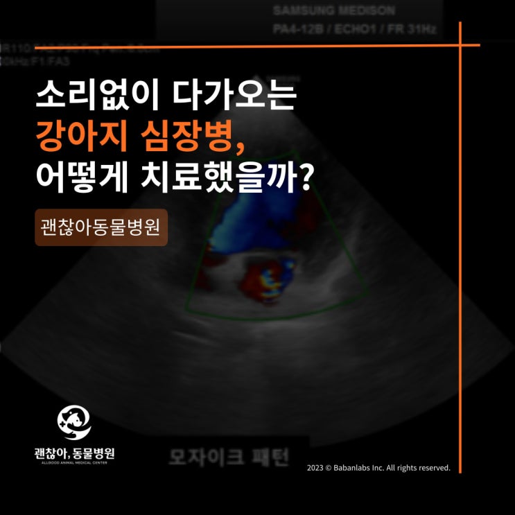  [진료케이스]평택 고덕 괜찮아 동물병원과 강아지 심장병(평택 세교동 동물병원)