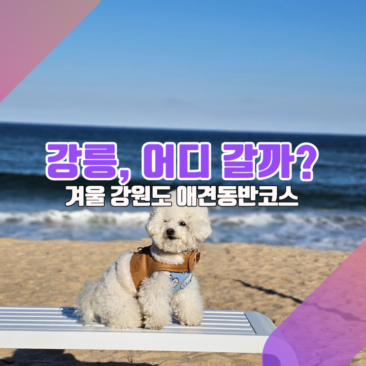  [강원도 애견동반 겨울여행코스] 강릉고깃집에서 밥먹고 그다음은?