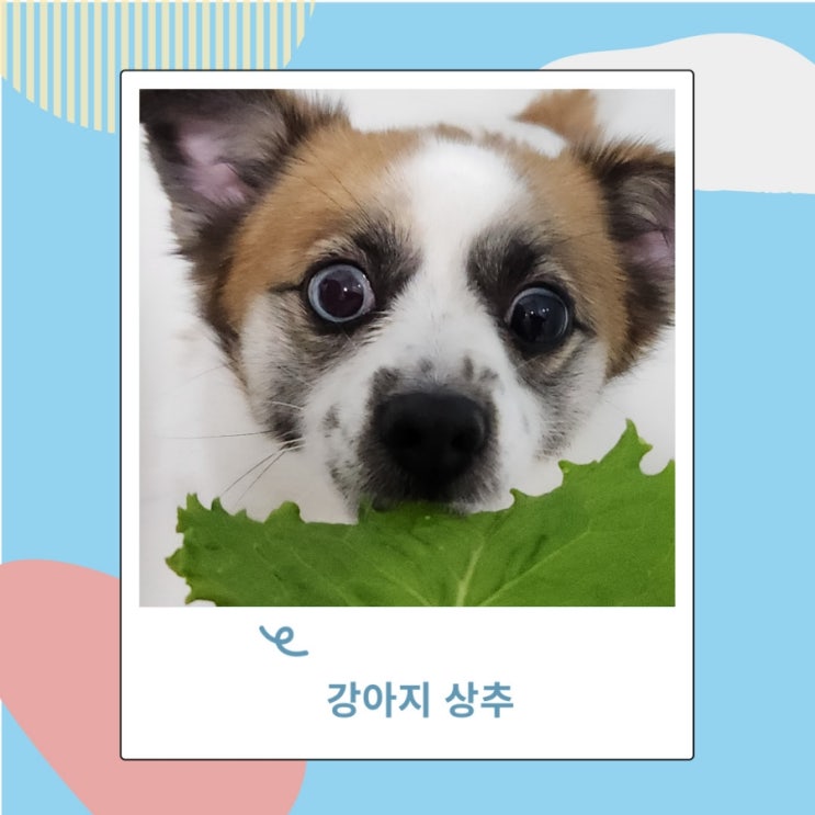 강아지 상추, 채소 급여 졸리지 않을까? 강아지 상추, 채소 급여 졸리지 않을까?