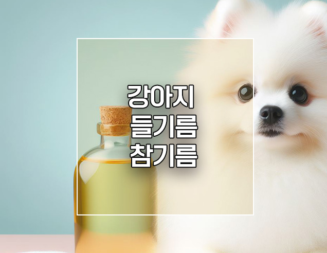  강아지 들기름 참기름 먹어도 되나요? 먹어도되는 기름 종류