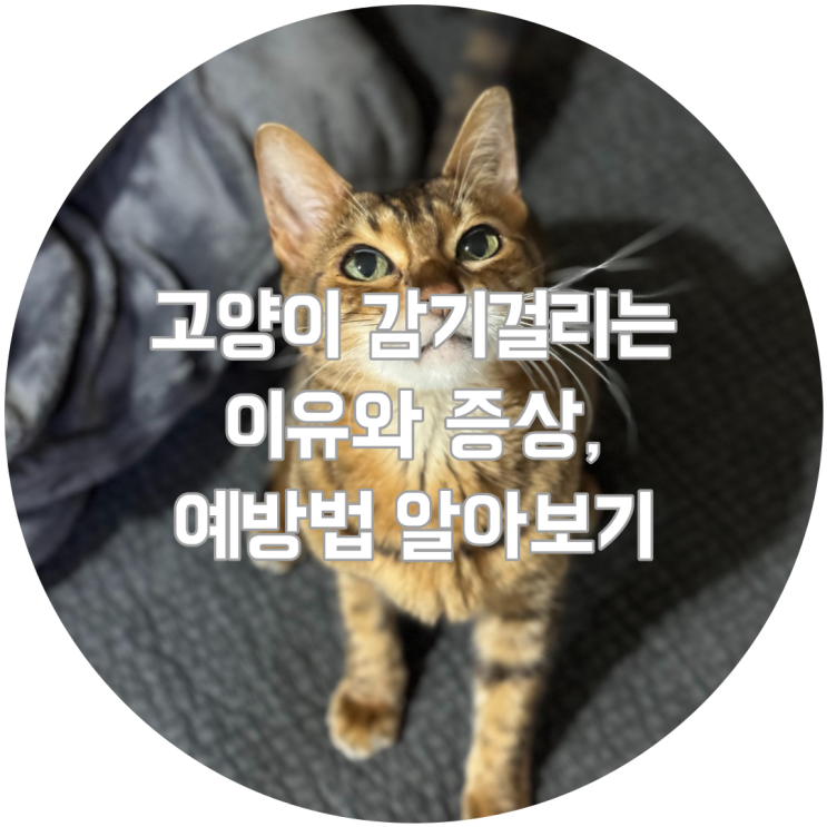  겨울 고양이 감기걸리는 이유와 증상, 예방법 알아보기