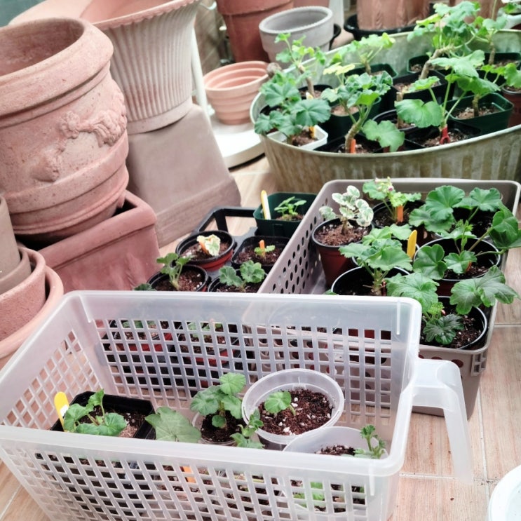  제라늄 모종 정식