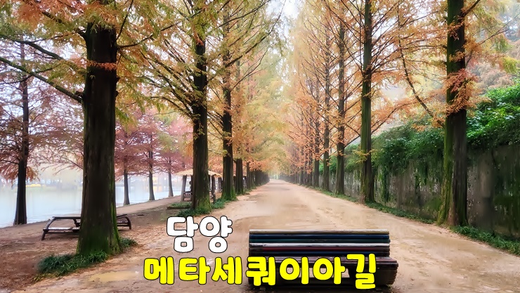 걷고 싶은 길! 담양 메타세콰이어길 & 메타프로방스 (담양 메타세콰이어길 주차장, 입장료, 카페) 걷고 싶은 길! 담양 메타세콰이어길 & 메타프로방스 (담양 메타세콰이어길 주차장, 입장료, 카페)