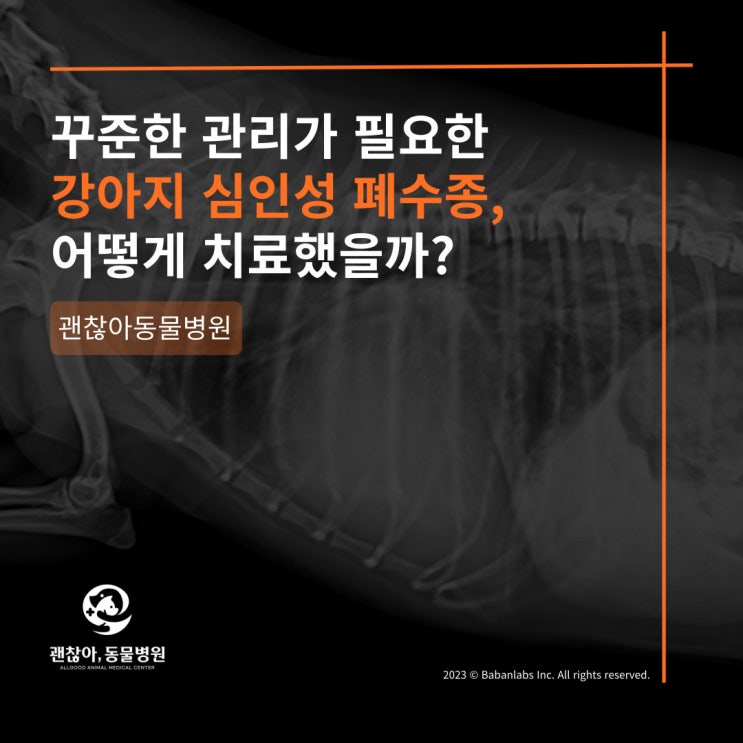  [진료케이스]평택 고덕 괜찮아 동물병원과 강아시 심인성 폐수종(안성 동물병원)