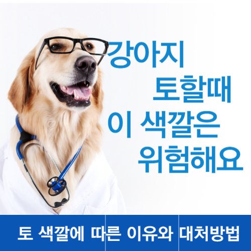  강아지 토할 때, 색깔을 잘 봐야 하는 이유