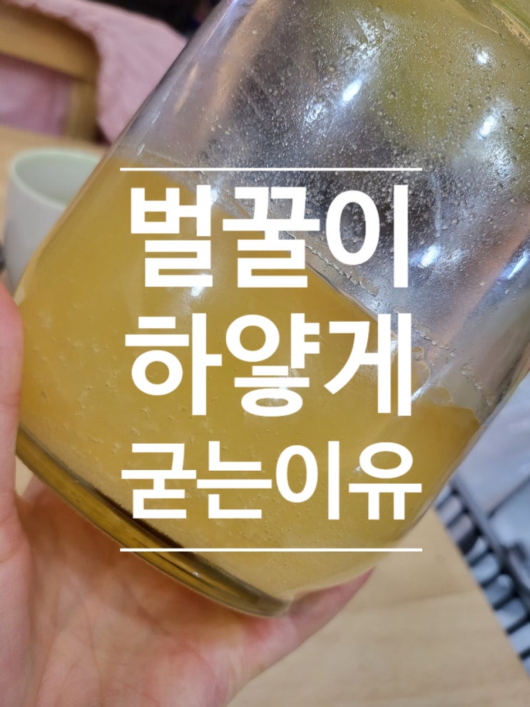  꿀효능 꿀보관법&주의사항(feat. 꿀이 하얗게 변하는 이유)