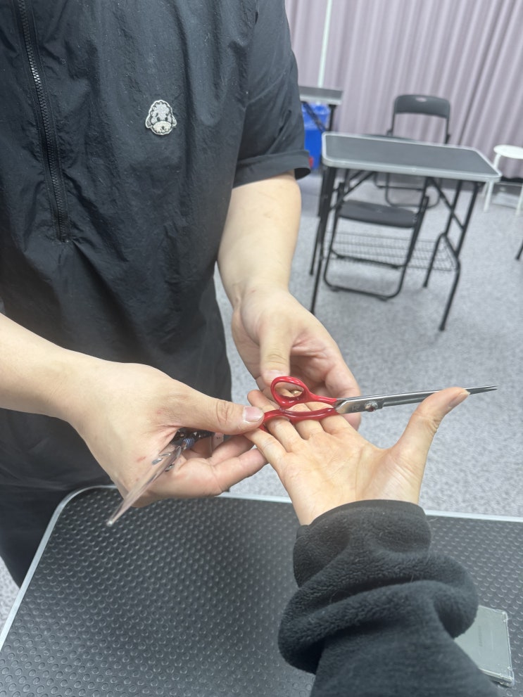  애견미용자격증 취득하기 직장인 미래 투자하기