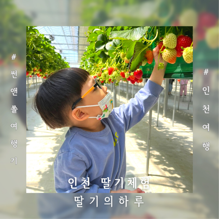  인천 딸기체험농장 딸기의하루 겨울 아이랑 가볼만한곳