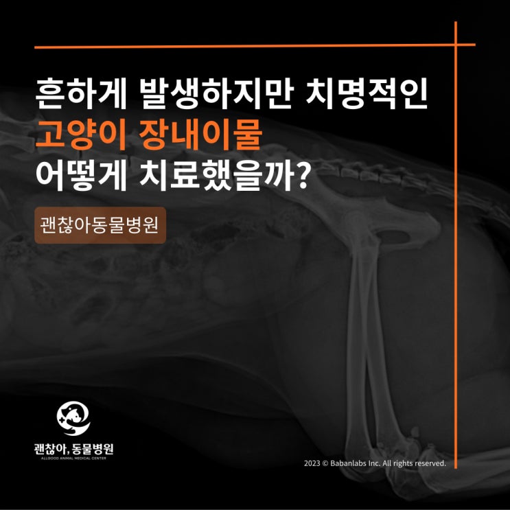  [진료케이스]평택 고덕 괜찮아 동물병원과 고양이 소장이물(화성시 향남읍 동물병원)