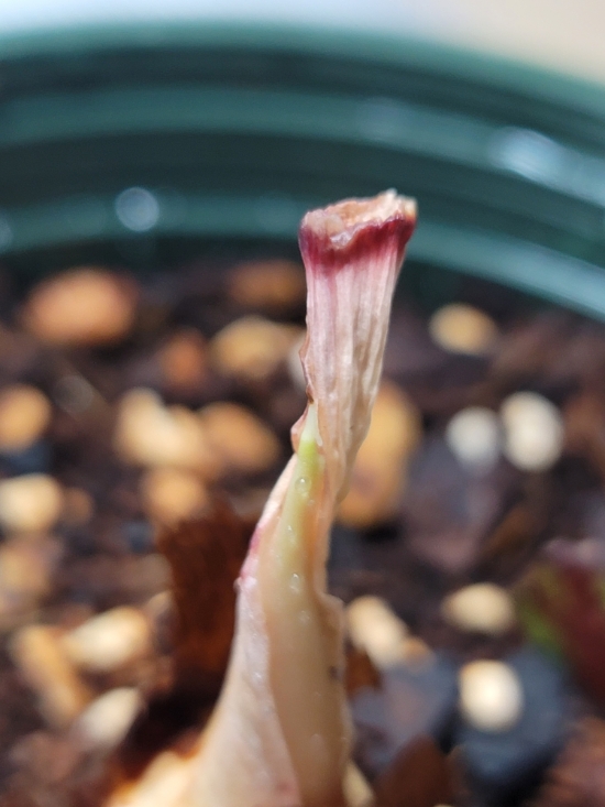  거북 알로카시아 아마조니카 다시 살아났어요// 알로카시아 기르기