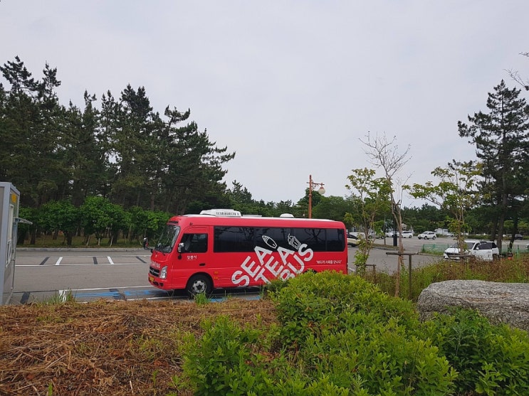  강릉시 티버스 뚜벅이는 시티1 타고 시티투어 시간표 정보