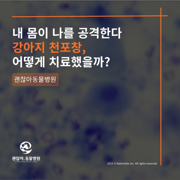  [진료케이스]평택 고덕 괜찮아 동물병원과 강아지 천포창(평택 소사벌 동물병원)