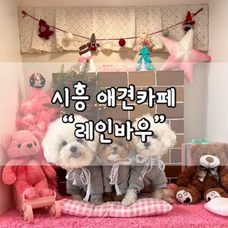  시흥 애견카페 레인바우 / 시흥 애견카페 / 시흥 레인바우 / 레인바우 / 경기도 애견카페 / 내돈내산 / 시흥 애카 레인바우 / 시흥 애카 /