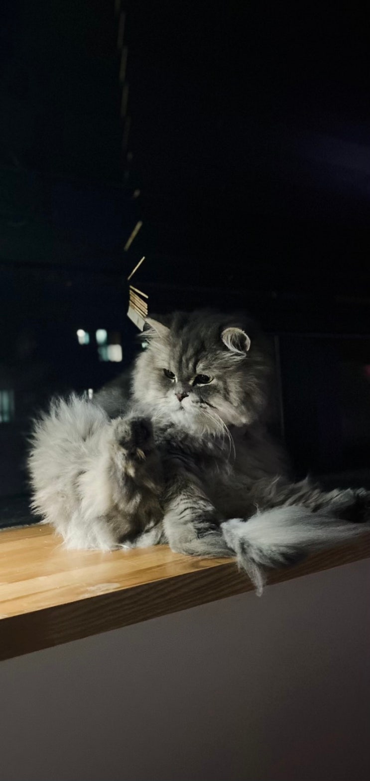  고양이 혈토ㅠㅠ 묽은 간식이나 사료 먹고 으르렁대고 칵칵 토함