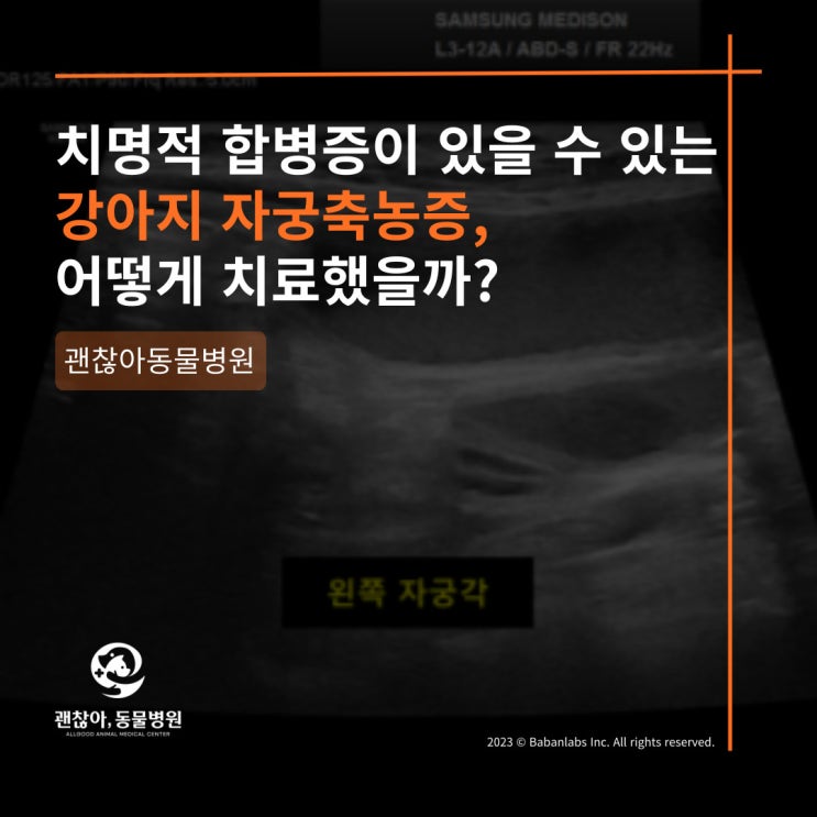  [진료케이스]평택 고덕 괜찮아 동물병원과 강아지 자궁축농증(평택 동삭동 동물병원)