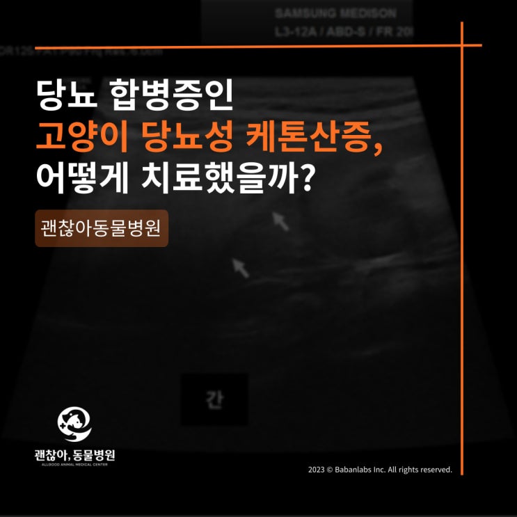  [진료케이스]평택 고덕 동물병원과 고양이 케톤산증+지방간(평택 세교동 동물병원)