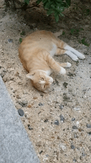  [초간단 gif 변환 2] 동영상 파일 gif 변환 꿀팁(feat.ezgif)