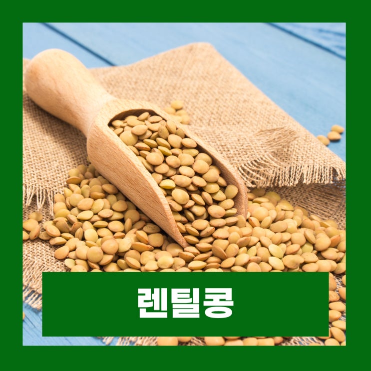  렌틸콩 효능 부작용 렌틸콩 통조림 먹는법