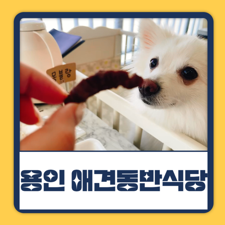 용인 애견동반 식당 <b>김남희</b>한우 펫프렌들리 제대로네