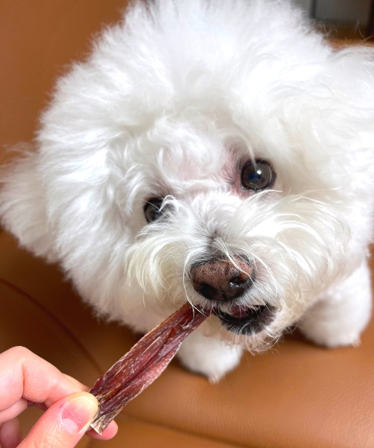  강아지 저칼로리간식 그림바이트