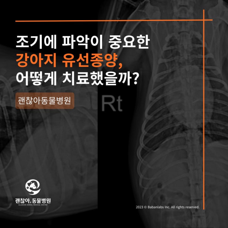  [진료케이스]평택 고덕 괜찮아 동물병원 강아지 유선종양(평택 고덕 동물병원)