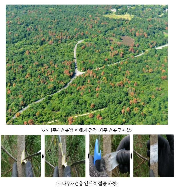 국립산림과학원, 소나무재선충병 내병성 개체 선발 연구 착수 국립산림과학원, 소나무재선충병 내병성 개체 선발 연구 착수