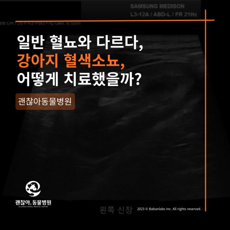  [진료케이스]평택 고덕 괜찮아동물병원과 강아지 혈색소뇨(평택 지제동 동물병원 )