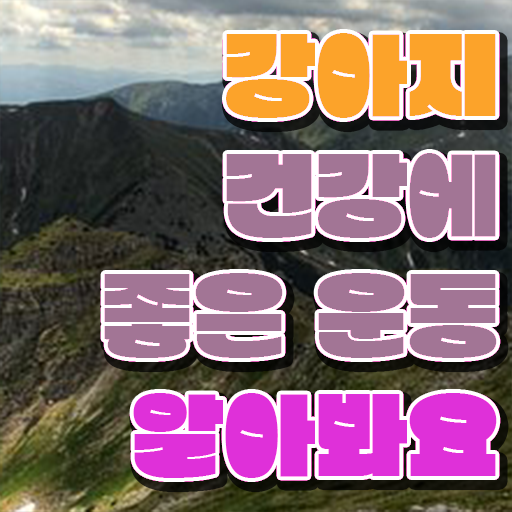  반려견운동지도사 1급 자격증 진로 필수 정보 수록 .