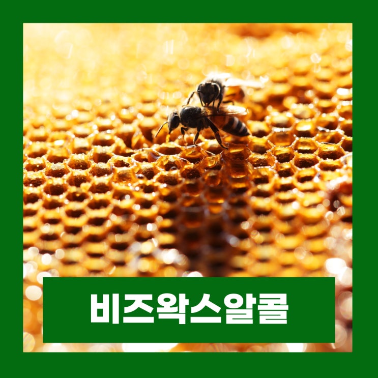  비즈왁스알콜 추천 효능 부작용 비즈왁스알코올 먹는법