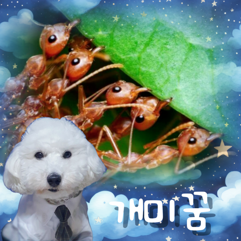 개미떼나오는꿈 죽이는꿈 집에 개미 꿈 해몽은?