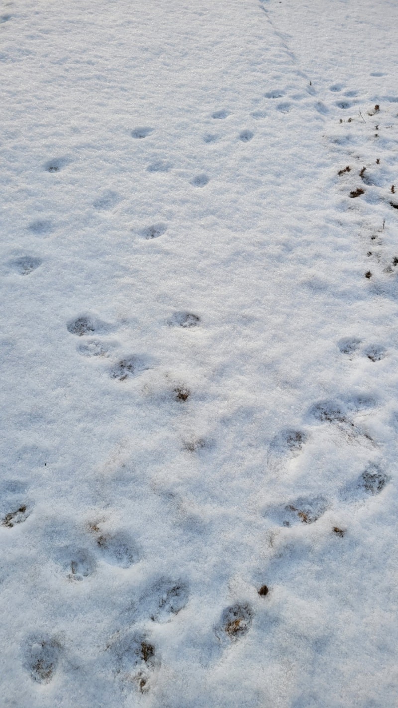 겨울에 눈이 내리고 덕담펜션에는 반려묘 덕이와 콩콩이가 있어서 심심하지 않다.#덕담펜션 #단양독채펜션추천 #가족펜션 : 네이버 블로그, image size:800x1422
