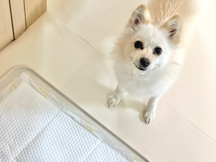  두잇 duitㅣ 실리콘 배변판 내돈내산 후기