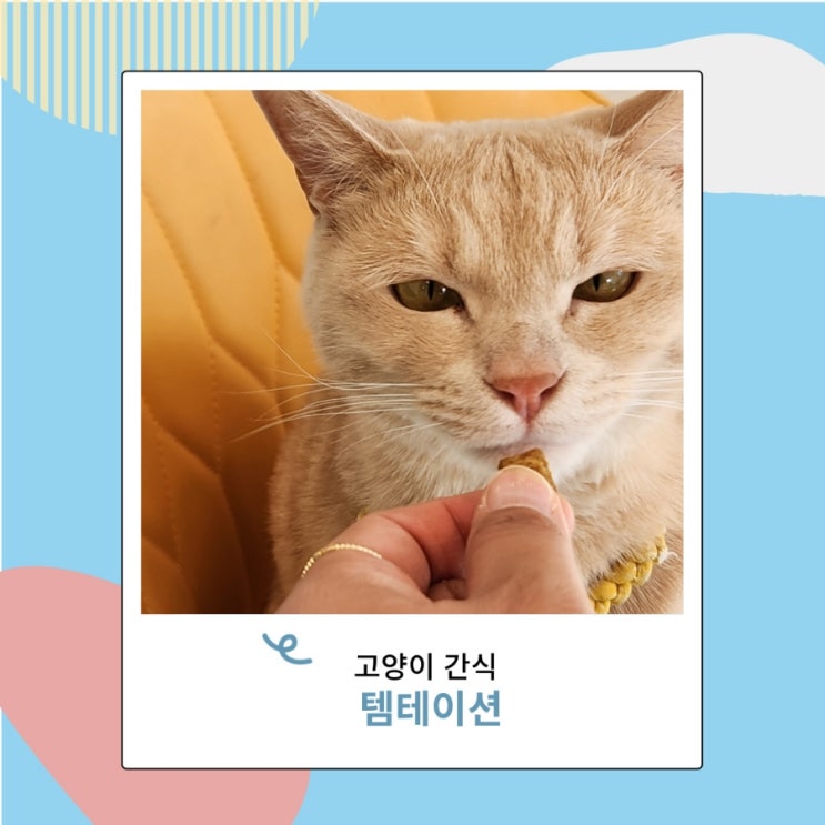 고양이가 좋아하는 음식 간식 텀테이션 과자 고양이가 좋아하는 음식 간식 텀테이션 과자