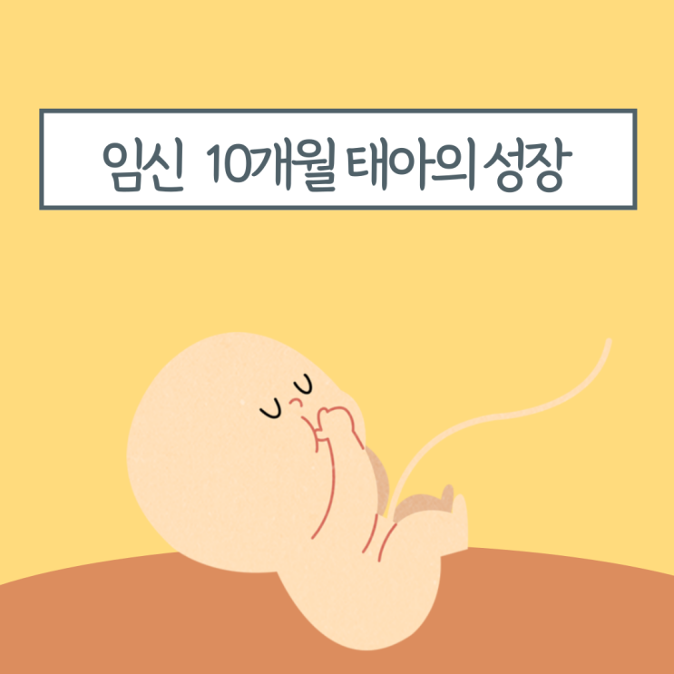 임신 막달 임신 10개월 태아의 성장과 발달