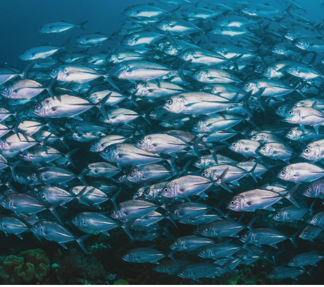지구 기후 변화의 또 다른 위험한 영향: 생선(물고기)의 수은 농도 급증