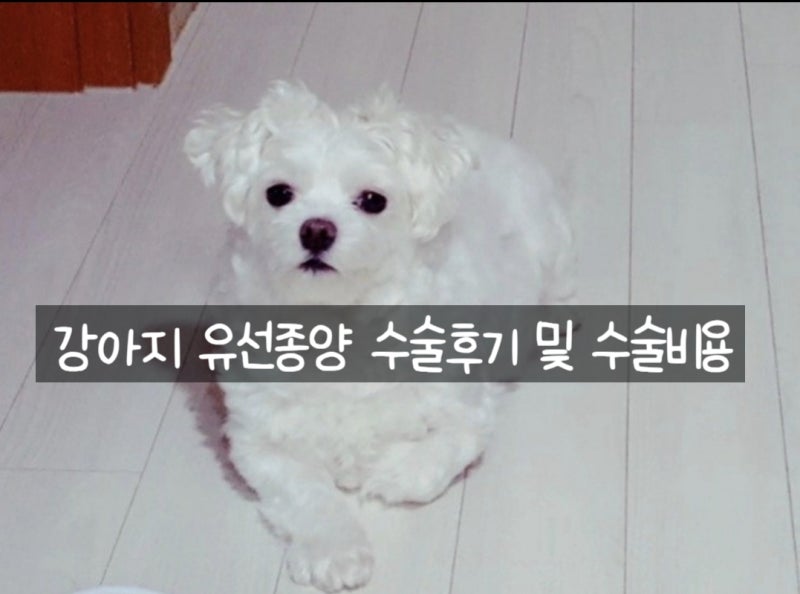 강아지 반려견 유선종양 악성 수술 후기 및 비용 증상 크기