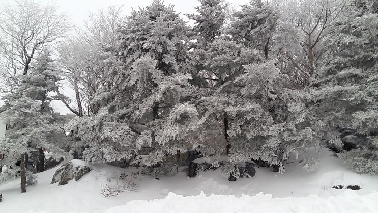  제주도 한라산 설경 버스 운행 노선도 240번 버스 시간표