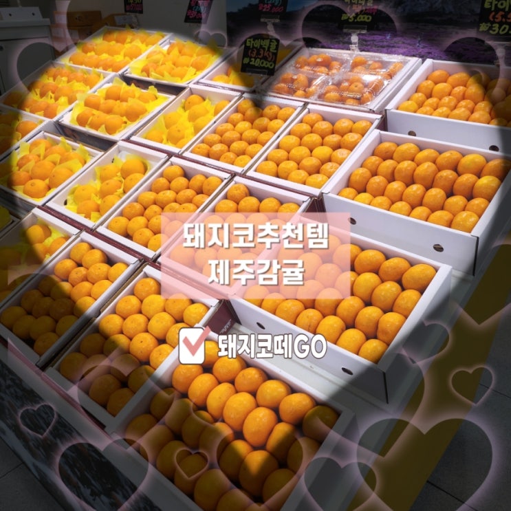  돼지코떼GO_제주면세점감귤_제주면세점사야할것_제주감귤_제주선물추천_제주면세점_제주공항선물