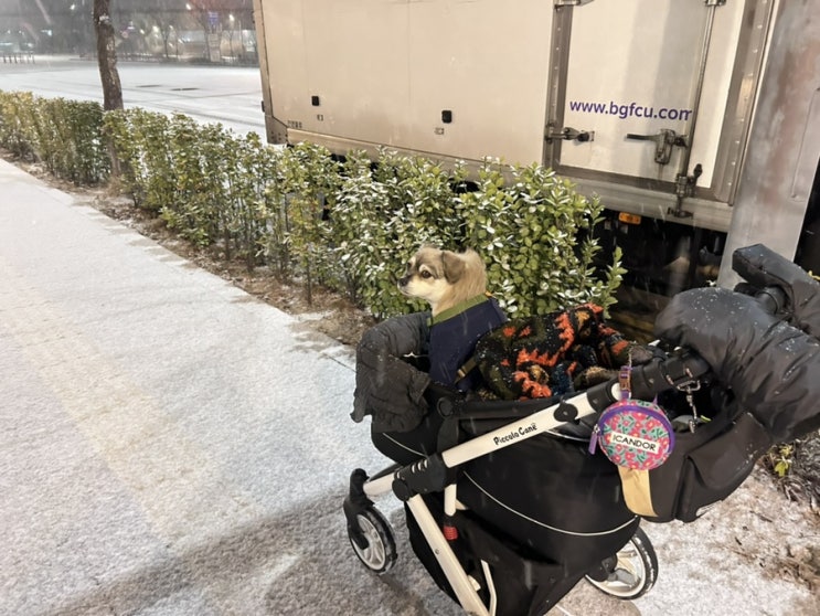  크리스마스 주간 우리는 올해도 붕어빵을 먹었다.